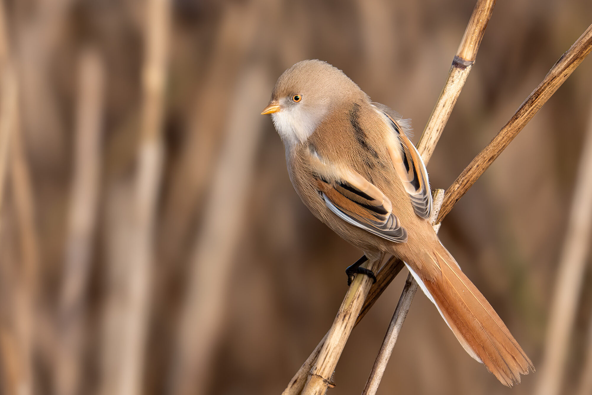 Bartmeise (Panurus biarmicus)