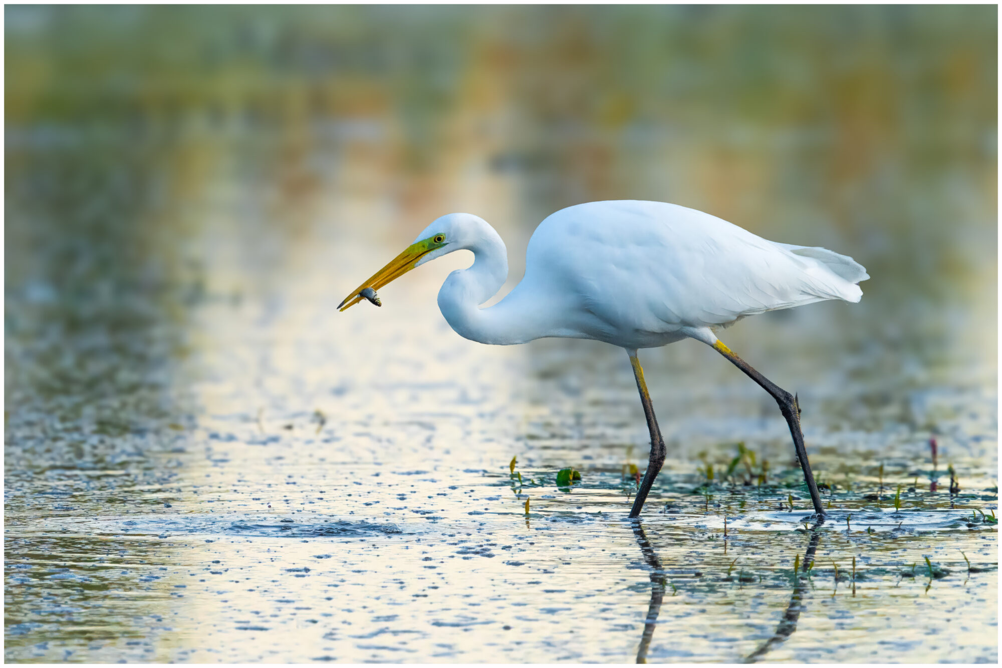 Silberreiher (Ardea alba, Syn.: Casmerodius albus, Egretta alba)