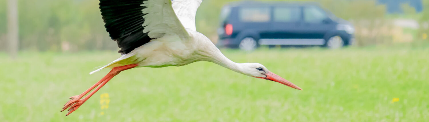 Zakaria (Sasa) Laperashvili Photography